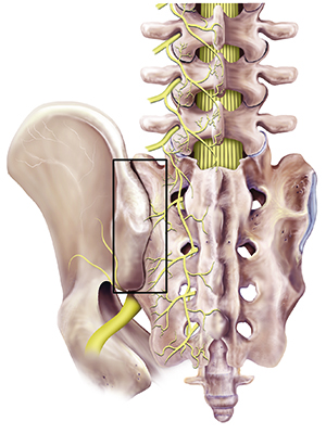 sacroiliac-joints